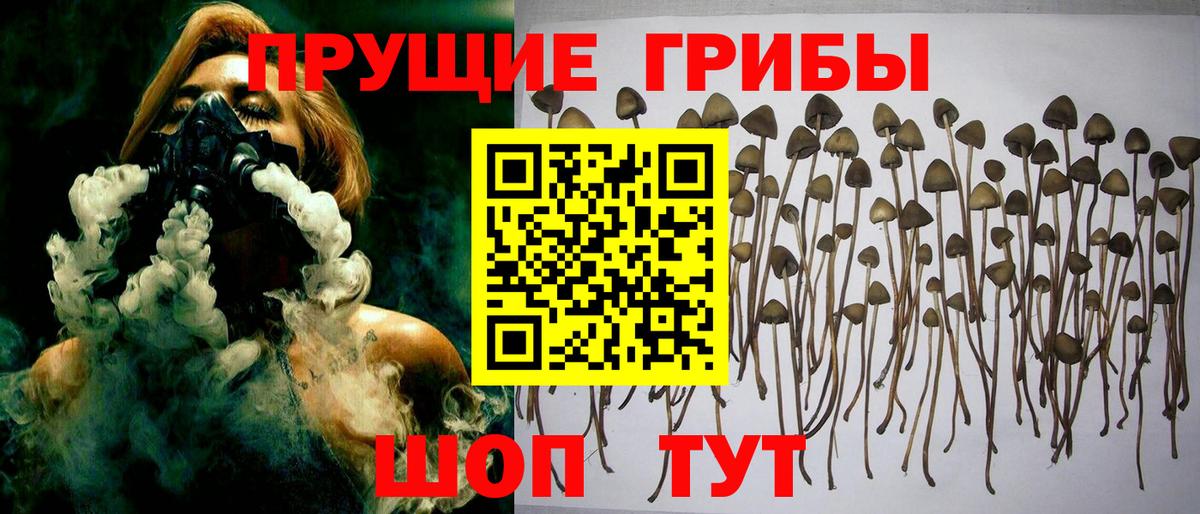 Псилоцибиновые грибы прущие грибы Боровичи